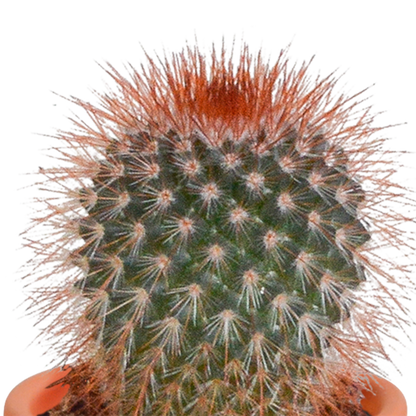 Cactus en vetplanten Mischung 5,5 cm | 15 stück - zonder pot