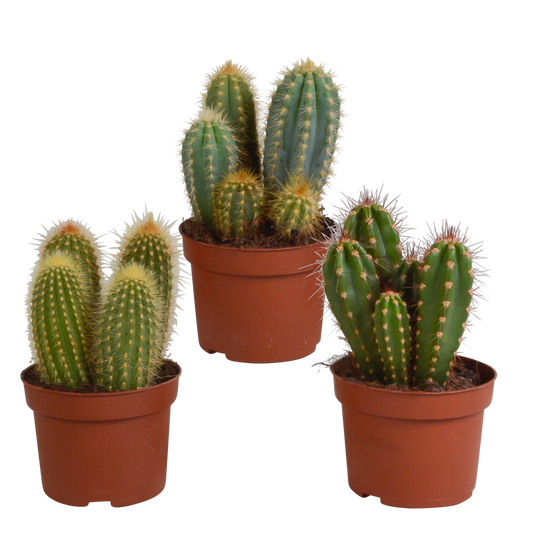 Cereus-Mischung 10,5 cm - 3x - zonder pot