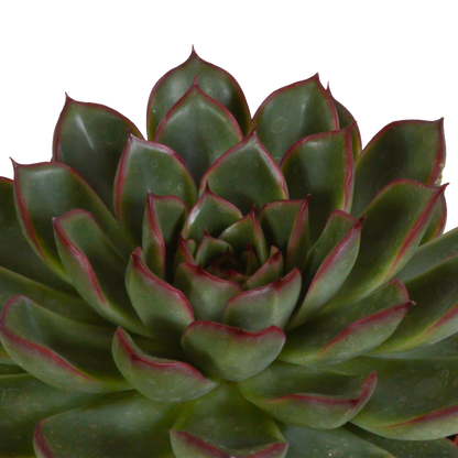 Echeveria-Mix 10,5 cm - 3x - in witte pot