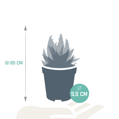 Gasteria/Haworthia-Mischung 5,5cm - zonder pot - 5x