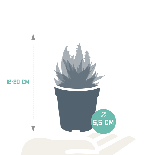 Gasteria/Haworthia-Mischung 5,5cm - zonder pot - 5x