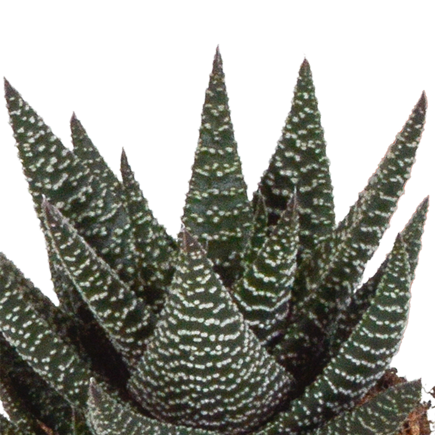 Gasteria/Haworthia-Mischung 8,5cm - 3x - in witte pot