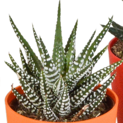 Gasteria/Haworthia-Mischung 5,5cm - 5x - in gekleurde plasticpot