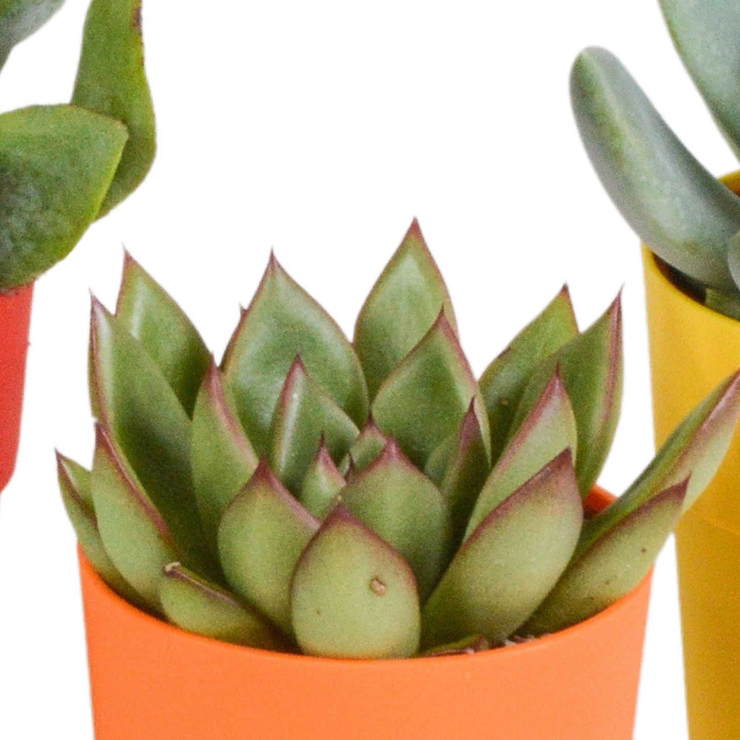 Vetplanten-Mischung 5,5 cm - 5x - in gekleurde plasticpot