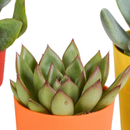 Vetplanten-Mischung 5,5 cm - 5x - in gekleurde plasticpot