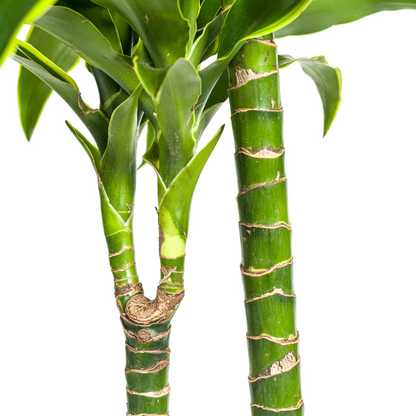 Dracaena Deremensis Dorado mit Korb Ø24cm - ↕120 - 140cm