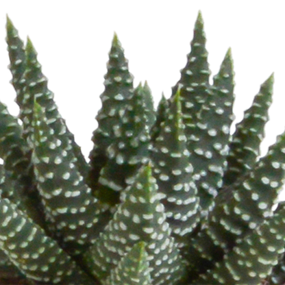 Gasteria/Haworthia-Mischung 5,5cm - zonder pot - 5x