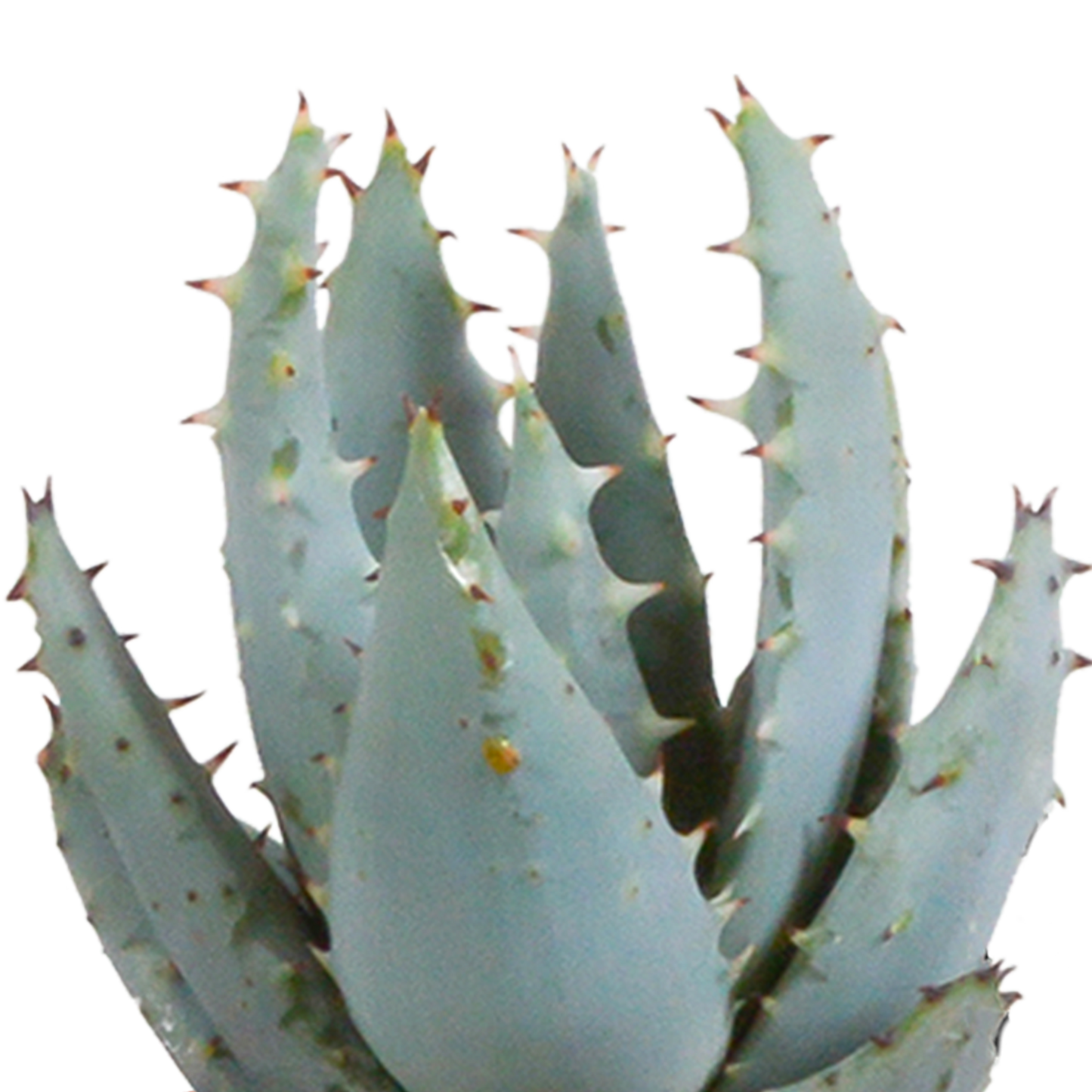 Cactus en vetplanten Mischung 5,5 cm | 15 stück - in witte pot