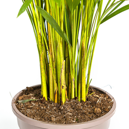 Dypsis Areca Lutescens mit Korb Ø24cm - ↕120 - 140cm