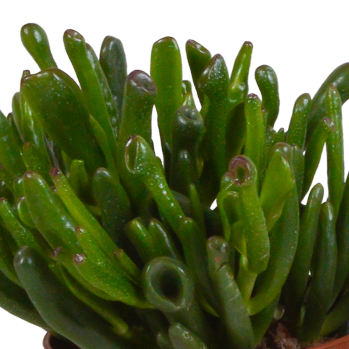 Crassula-Mischung 10,5 cm - 3x - in witte pot