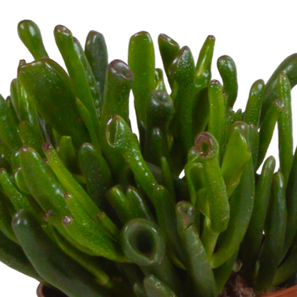 Crassula-Mischung 10,5 cm - 3x - in witte pot