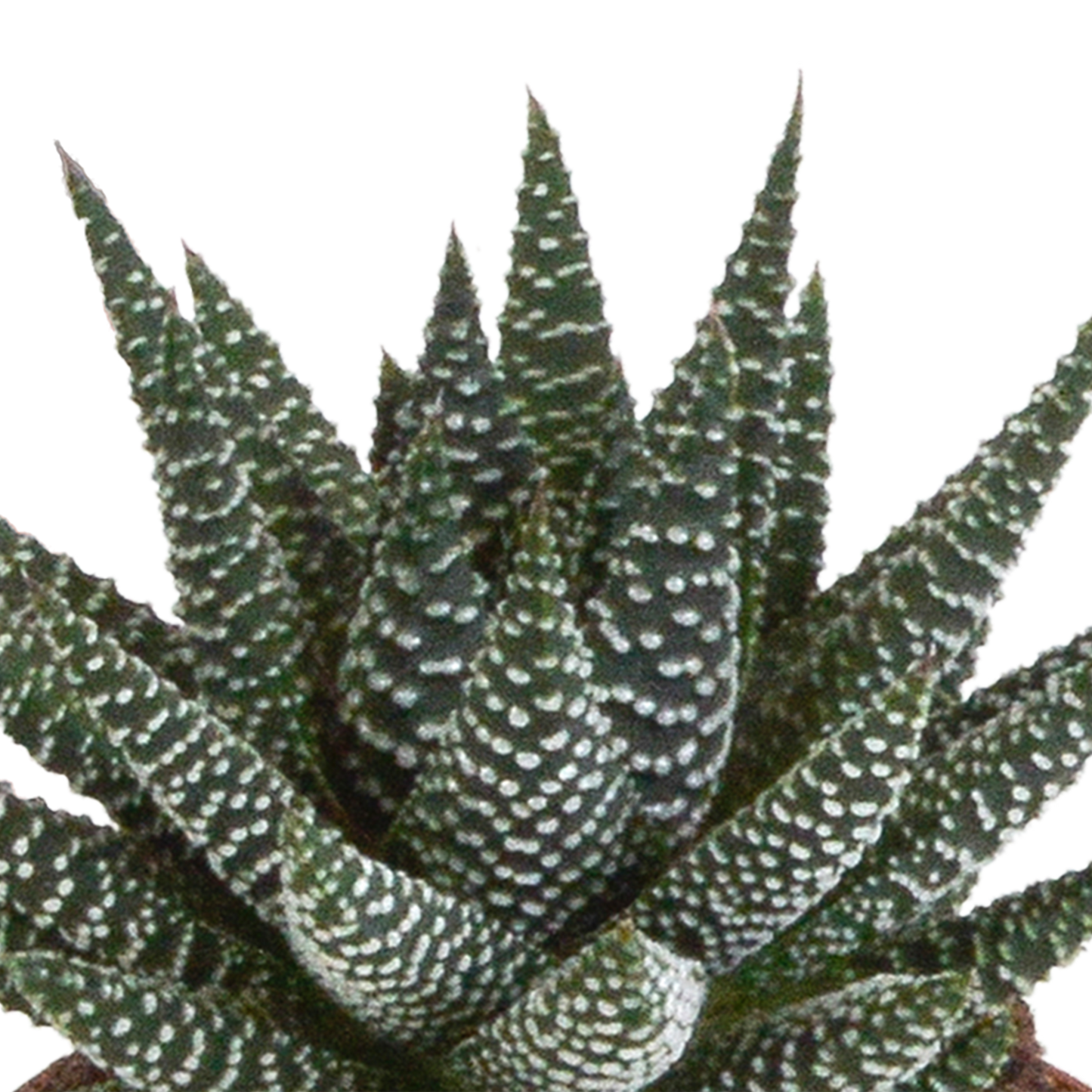 Gasteria/Haworthia-Mischung 8,5cm - 3x - in witte pot