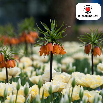 Fritillaria Keizerskroon Rubra rood/oranje 5 stuks