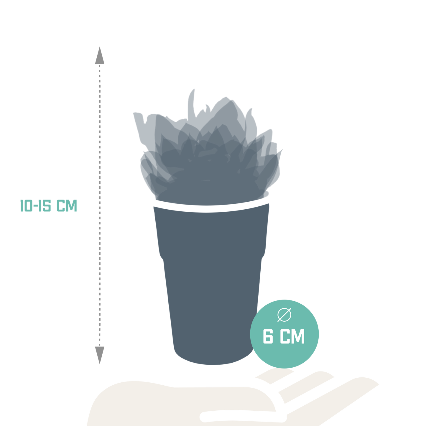 Vetplanten-Mischung 5,5 cm - 5x - in gekleurde plasticpot