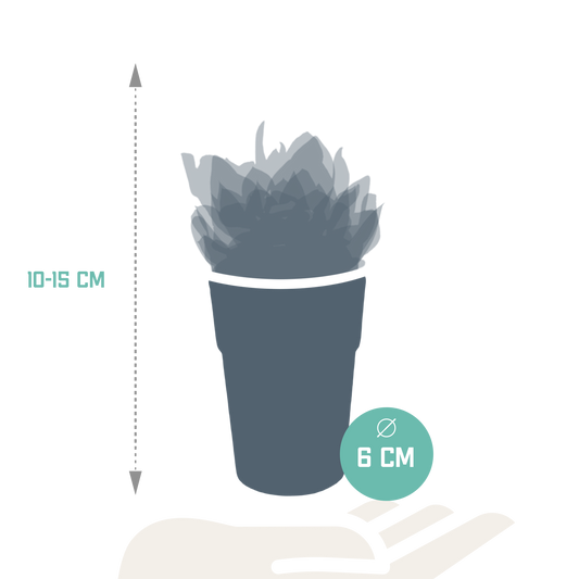 Vetplanten-Mischung 5,5 cm - 5x - in gekleurde plasticpot
