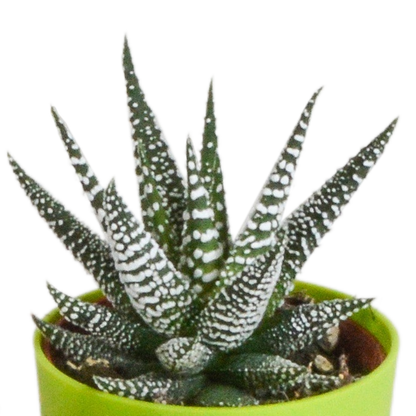 Gasteria/Haworthia-Mischung 5,5cm - 5x - in gekleurde plasticpot