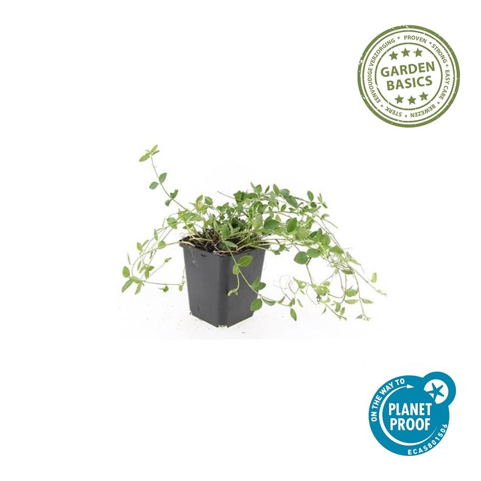 24x Vinca minor 'Gertrude Jekyll' - ↕10-25cm - Ø9cm