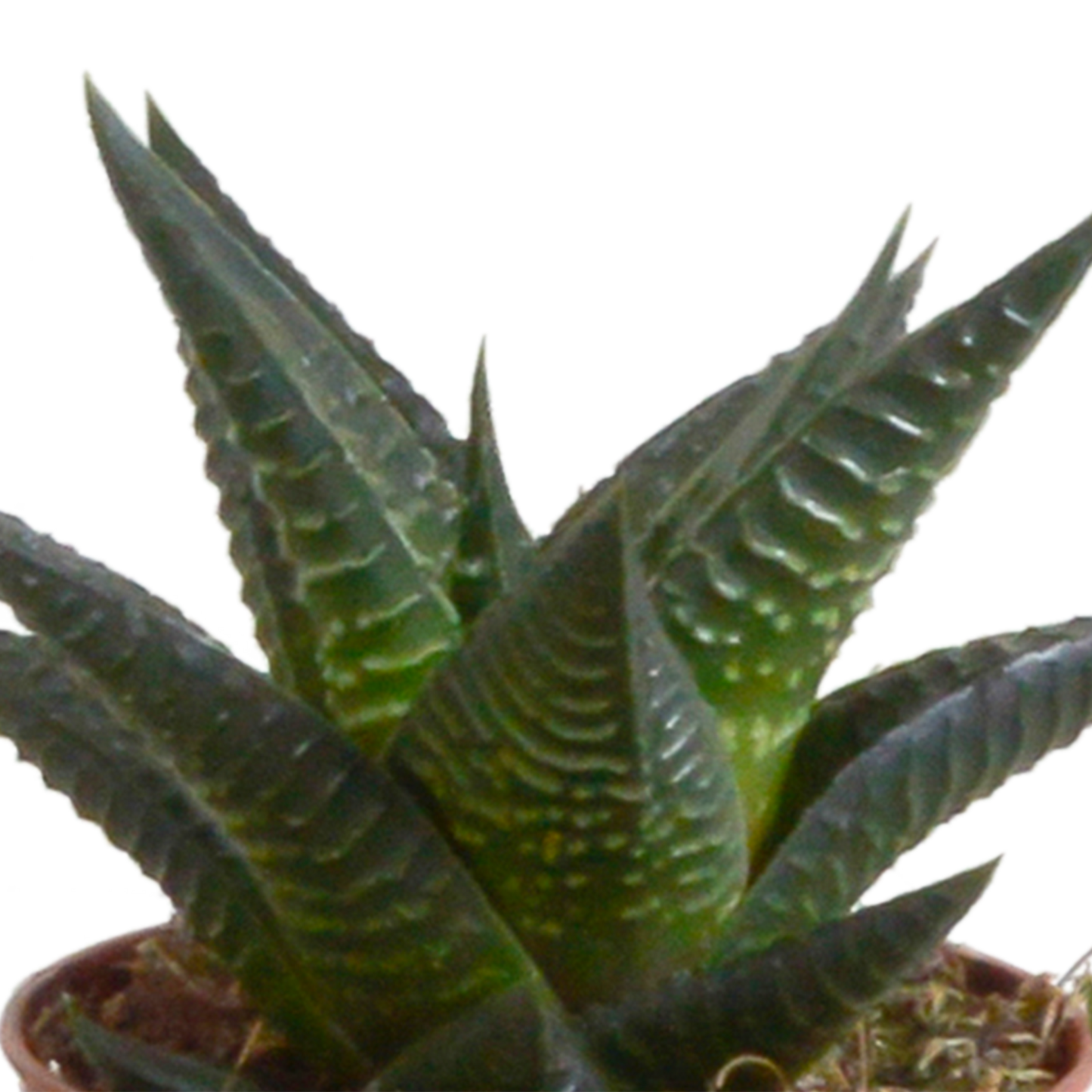 Gasteria/Haworthia-Mischung 5,5cm - 5x - in terracotta pot