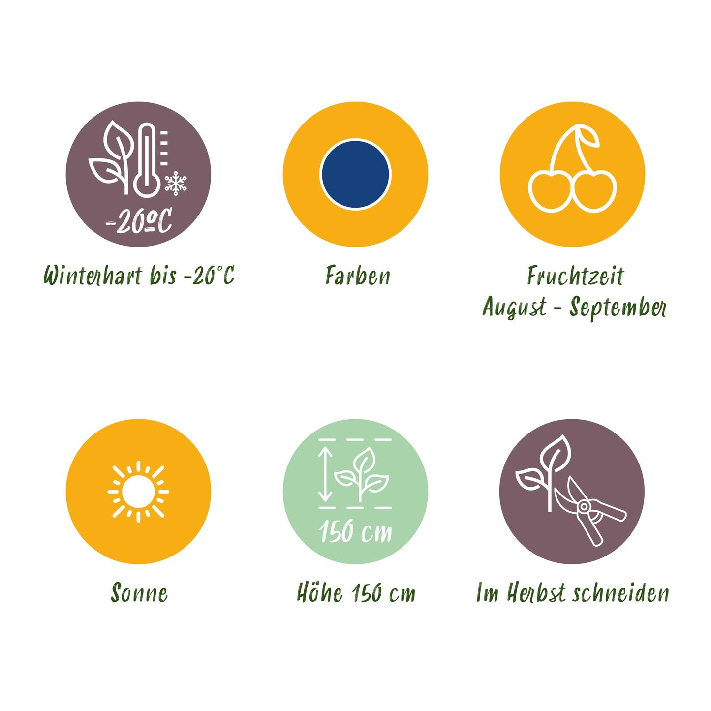 GreenboutiQ - Obstpflanzen - Blaubeere - Vaccinium macrophylla Early Black - Winterhart - 3 Pflanzen - Topf 9 cm - Dunkelrote Beere