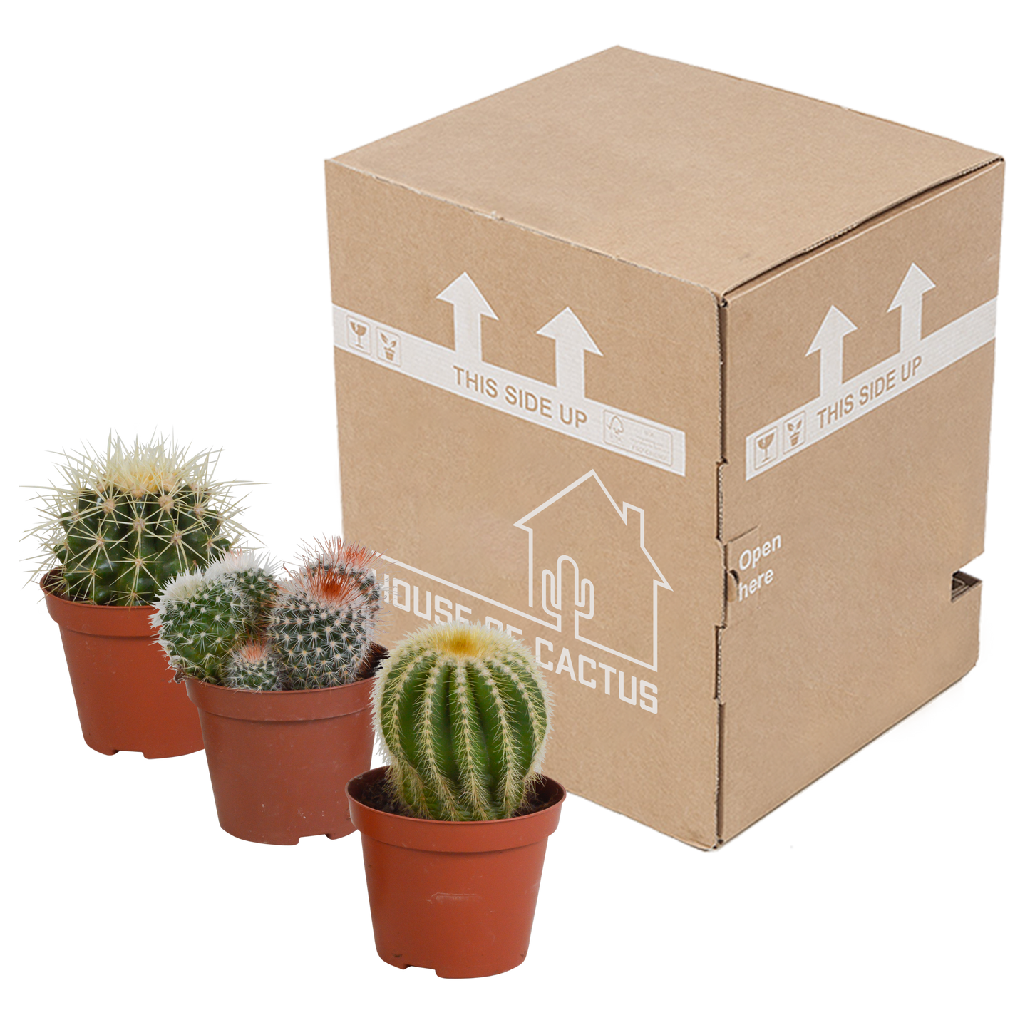 Bolcactus-Mischung 8,5 cm - zonder pot