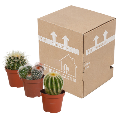 Bolcactus-Mischung 8,5 cm - zonder pot