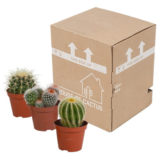 Bolcactus-Mischung 8,5 cm - zonder pot