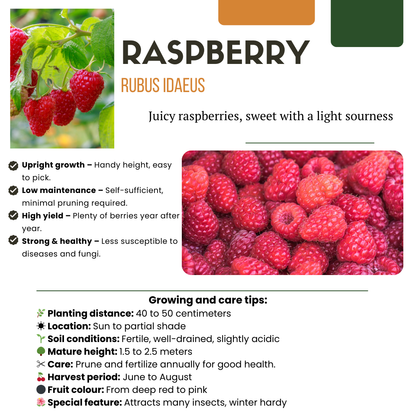 „Früchte-Oase“ BIO Obstpflanzen-Mix – Set mit 5 verschiedenen Sorten