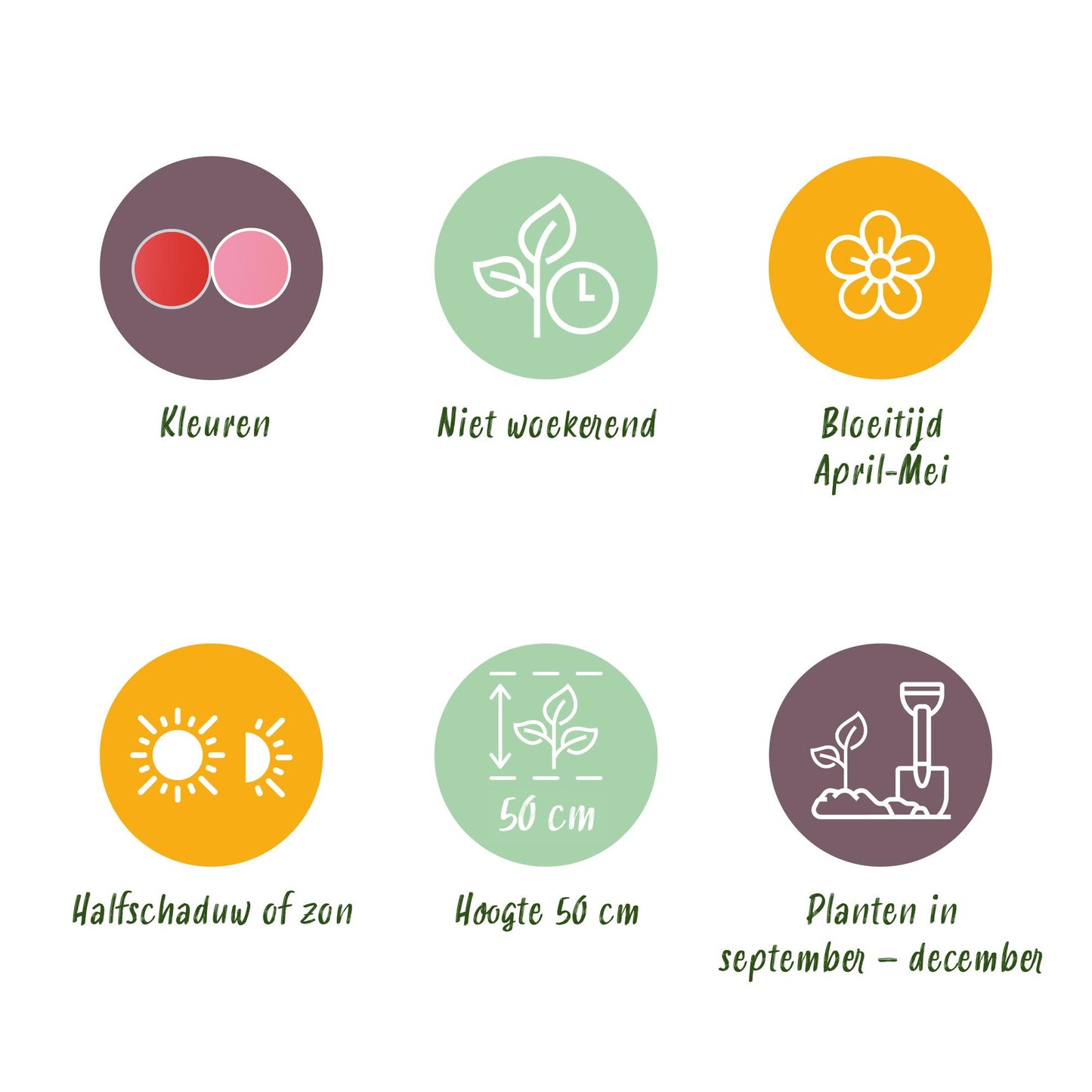 GreenboutiQ - Blumenzwiebeln - Tulpe Pink und Red - Bulbs Hardy Perennial - Farbe Rosa und Rot - 40 Stück - Zwiebelgröße 10/12