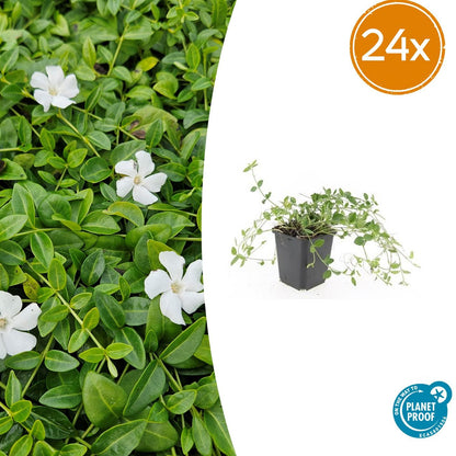 24x Vinca minor 'Gertrude Jekyll' - ↕10-25cm - Ø9cm