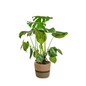 Monstera Deliciosa Tauerii mit Korb Ø21cm - ↕70 - 90cm