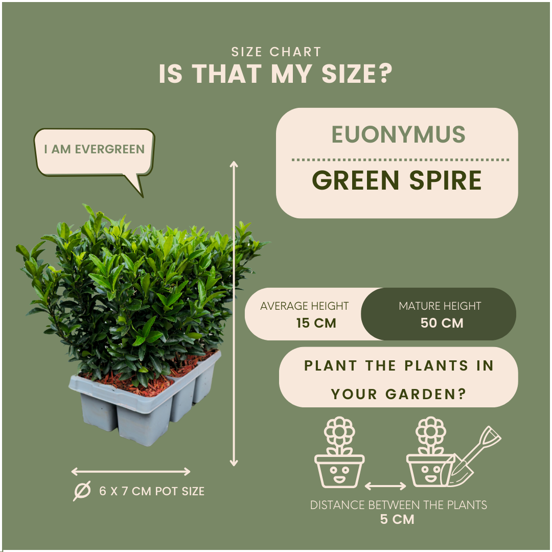 72 x Euonymus 'Green Spire' - 72 x Ø 7 cm - ↨ 15 cm