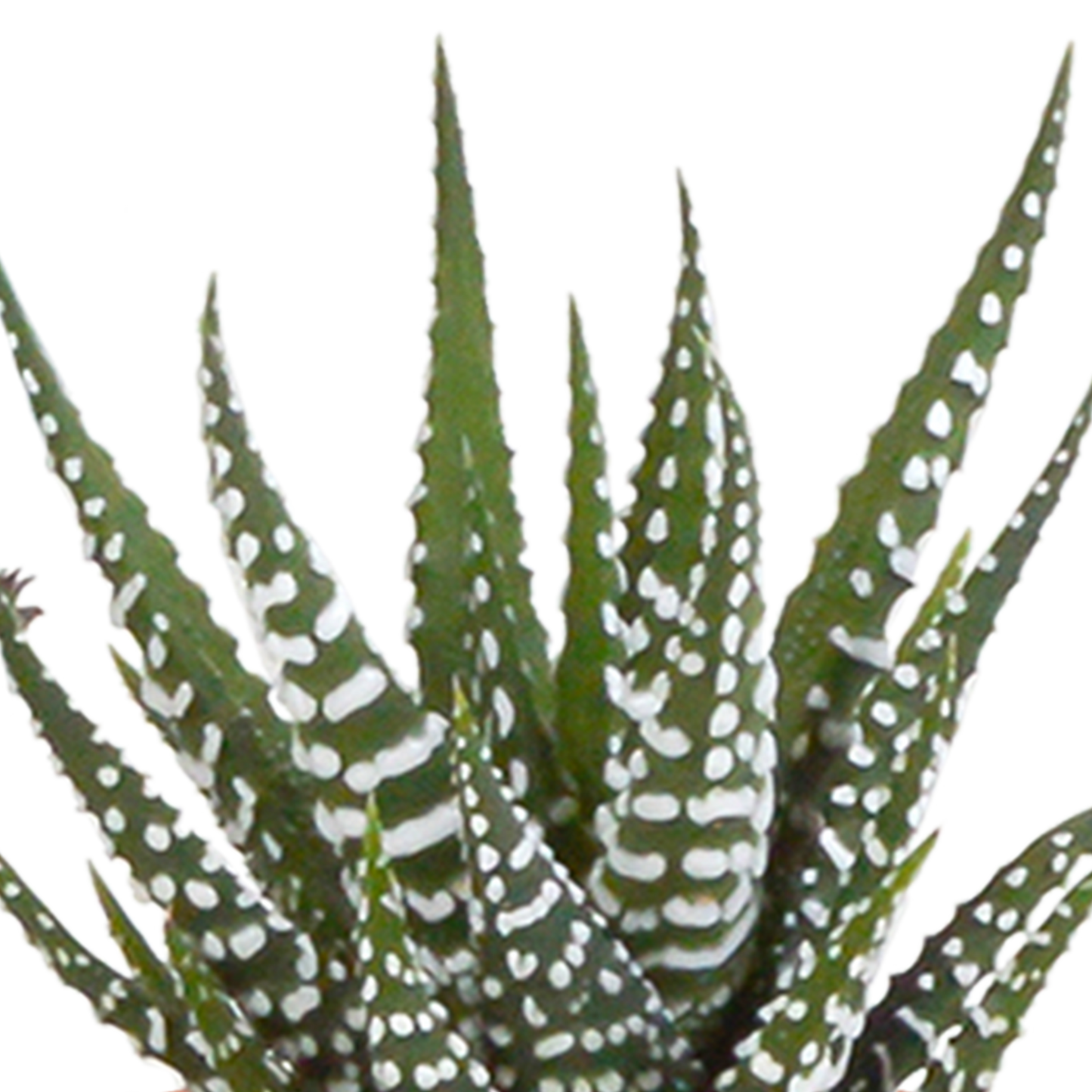 Cactus en vetplanten Mischung 5,5 cm | 15 stück - in witte pot