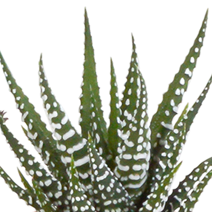 Cactus en vetplanten Mischung 5,5 cm | 15 stück - in witte pot