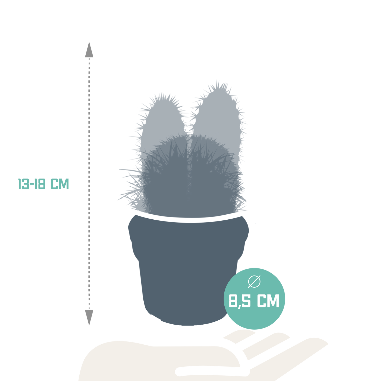 Kakteenmischung 8,5 cm - 3x - zonder pot