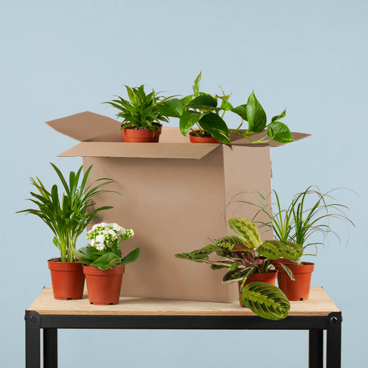 Green Misfitbox: Zimmerpflanzen 6er Set