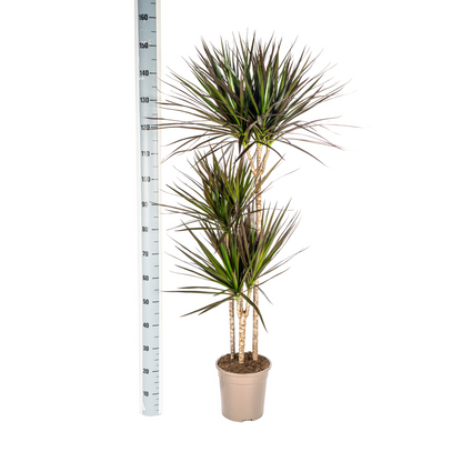 Dracaena Marginata Magenta mit Korb Ø24cm - ↕130 - 150cm