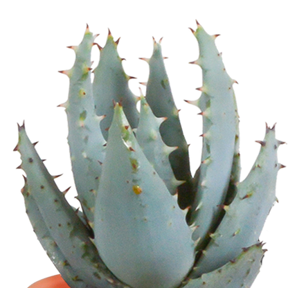 Cactus en vetplanten Mischung 5,5 cm | 15 stück - in terracotta pot