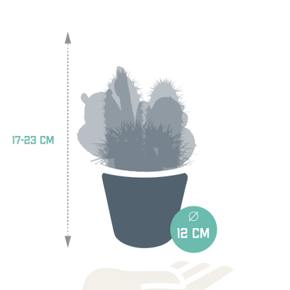 Kakteenmischung 10,5 cm - 3x - in witte pot