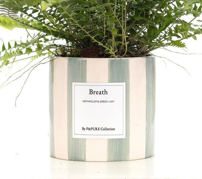 Nephrolepis Green Lady Gift "Breath" WITH GREETING CARD! - Ø12cm - ↕35cm