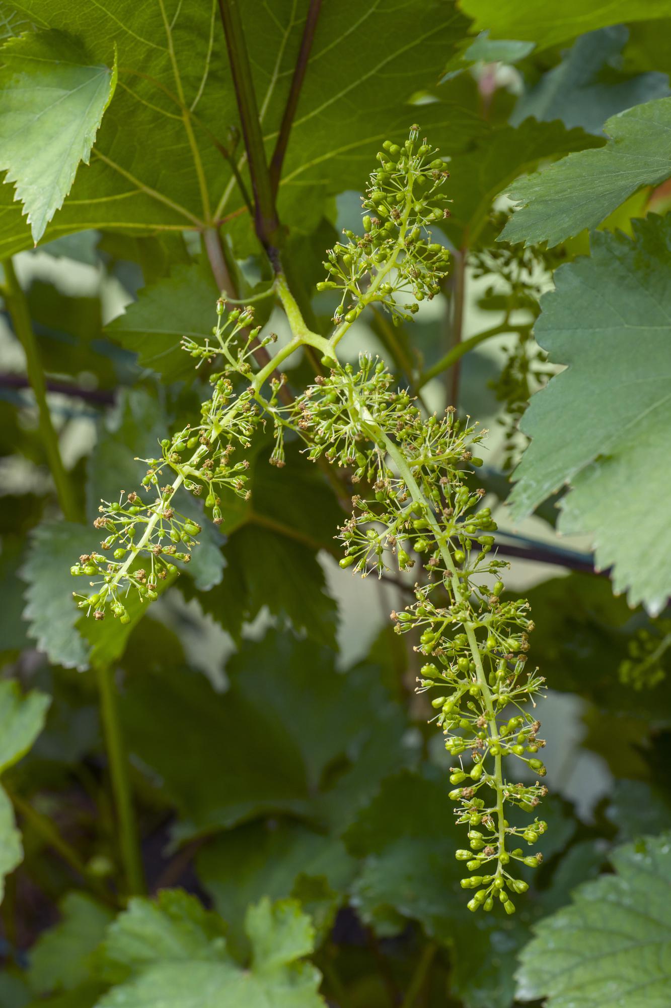 Vitis vinifera 'Johanniter' - Ø13cm - ↕45cm