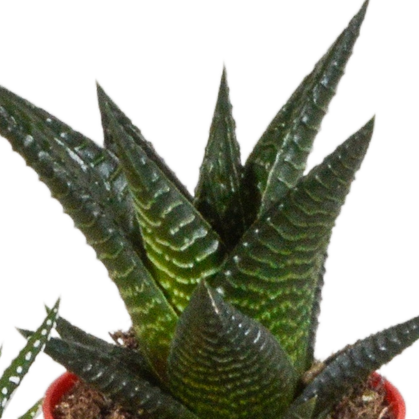 Gasteria/Haworthia-Mischung 5,5cm - 5x - in gekleurde plasticpot