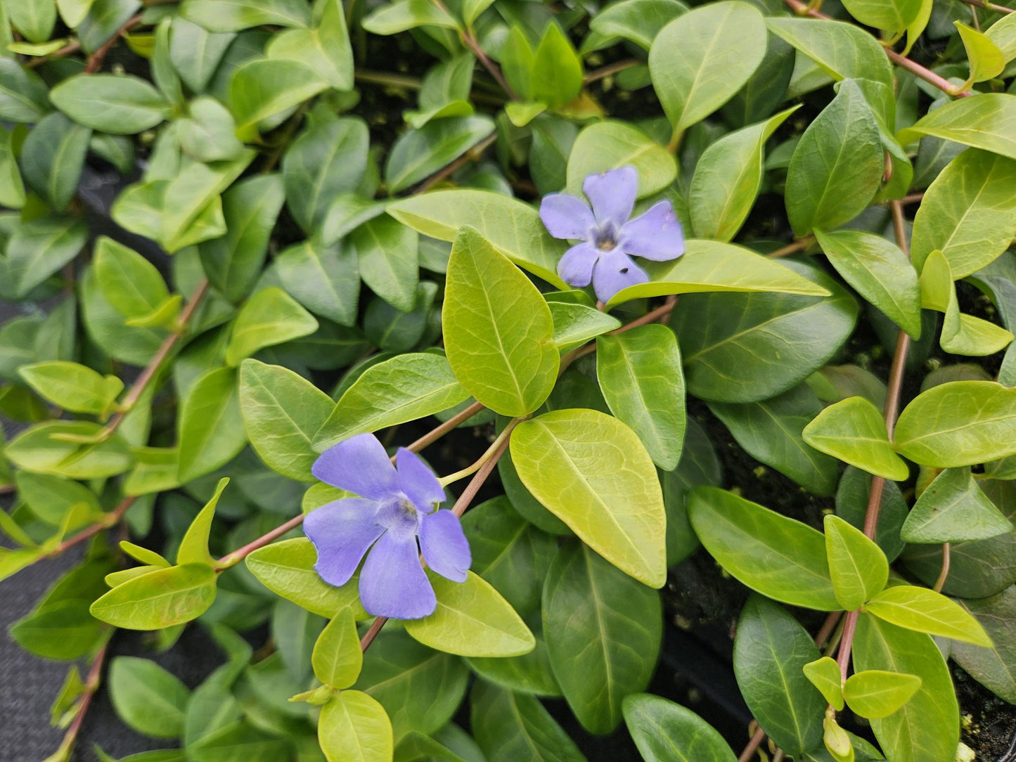 24x Vinca minor 'La Grave' - ↕10-25cm - Ø9cm