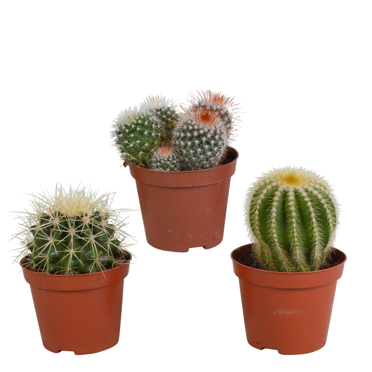 Bolcactus-Mischung 8,5 cm - zonder pot