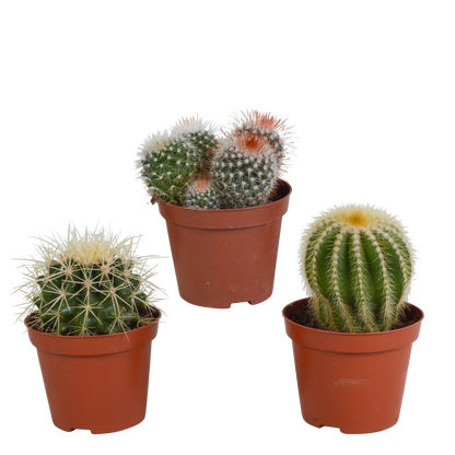 Bolcactus-Mischung 8,5 cm - zonder pot