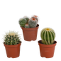 Bolcactus-Mischung 8,5 cm - zonder pot
