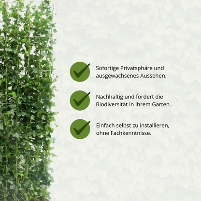 Hedera Hibernica - Efeu - Fertighecke - ↨180 cm