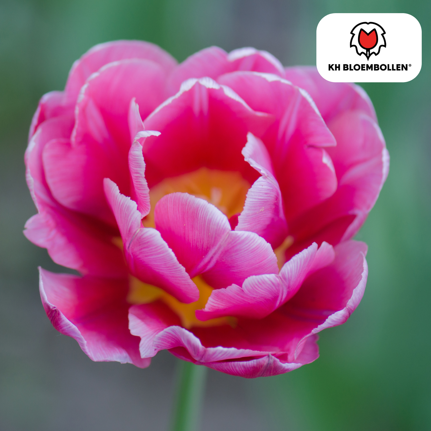 Tulpenbollen Columbus – 20 Stuks | KH Bloembollen® | Roze-Witte Dubbele Pioentulp – Elegant & Vol – Voor Tuin of Pot – Maat 11/12 – Vers van de Teler!