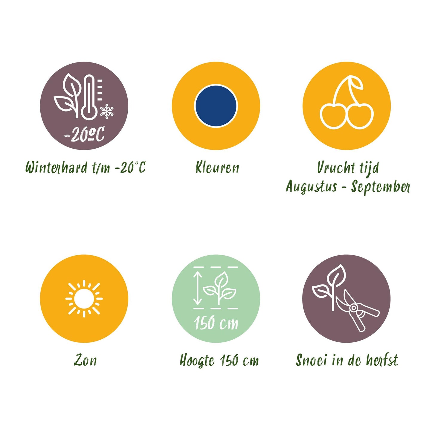 GreenboutiQ - Obstpflanzen - Blaubeere - Vaccinium macrophylla Early Black - Winterhart - 3 Pflanzen - Topf 9 cm - Dunkelrote Beere