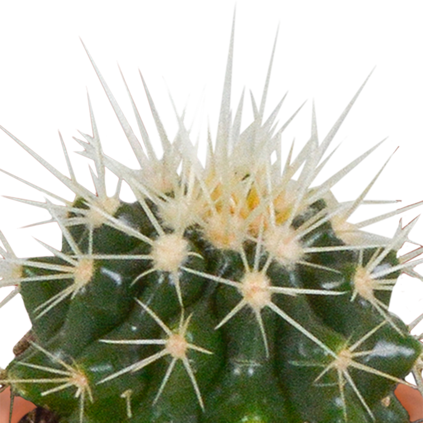 Cactus en vetplanten Mischung 5,5 cm | 15 stück - in terracotta pot