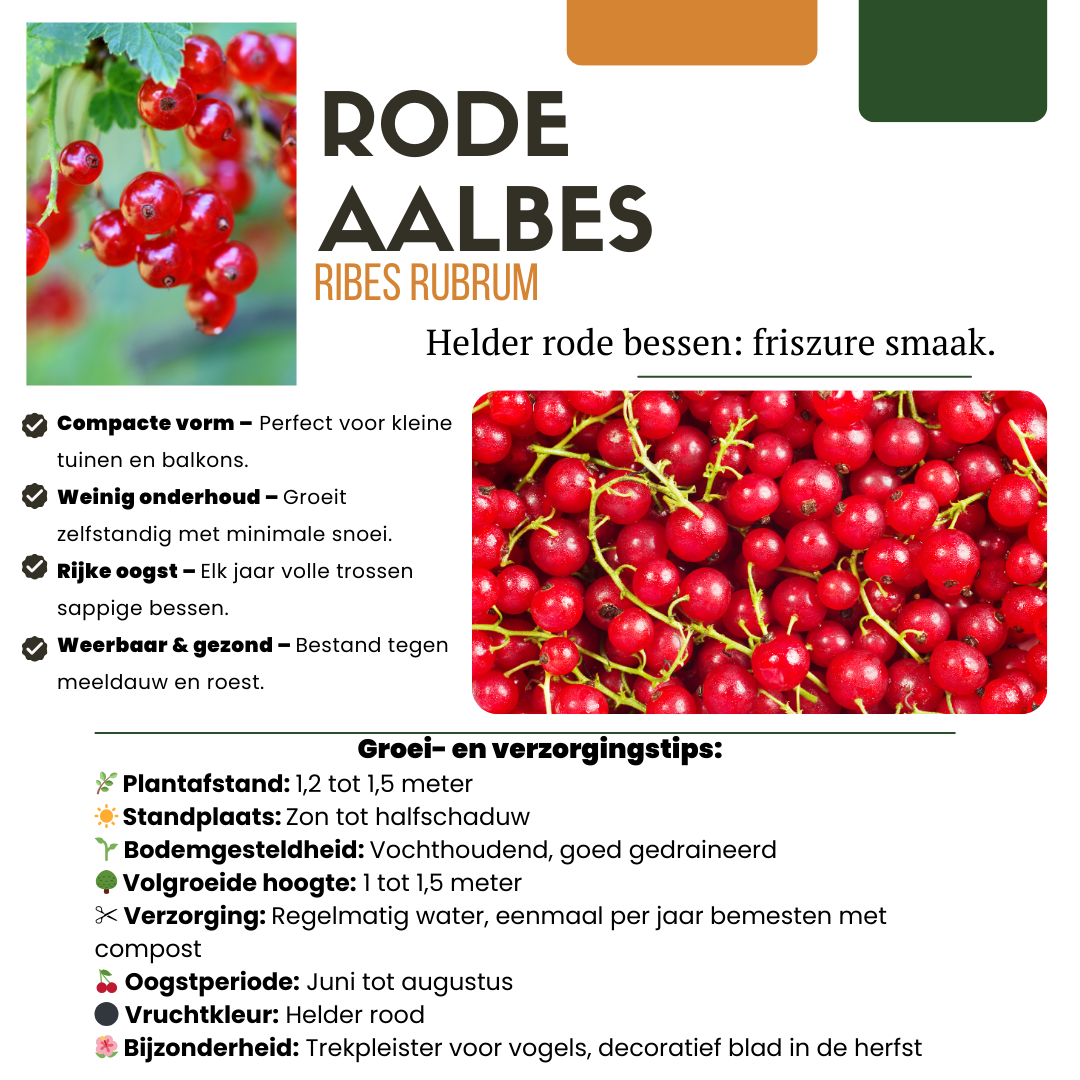 „Früchte-Oase“ BIO Obstpflanzen-Mix – Set mit 5 verschiedenen Sorten